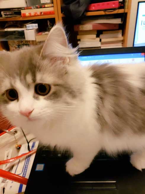 在宅 邪魔 猫 どうやって 仕事 パソコン 乗る サイベリアン