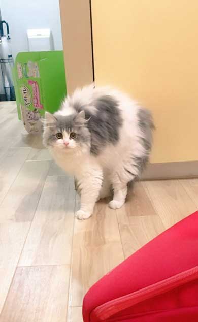 在宅 邪魔 猫 どうやって 仕事 パソコン 乗る サイベリアン