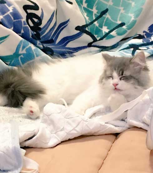 在宅 邪魔 猫 どうやって 仕事 パソコン 乗る サイベリアン