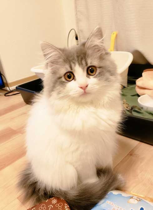 在宅 邪魔 猫 どうやって 仕事 パソコン 乗る サイベリアン