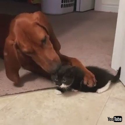 「Dog Licks Kitten Out Of Love And Affection - 1174996」