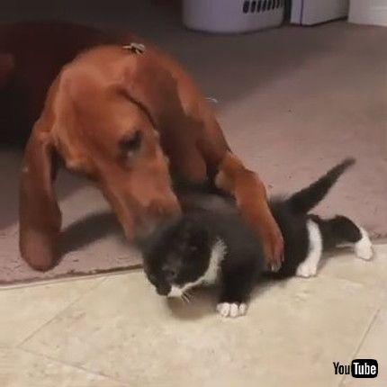 「Dog Licks Kitten Out Of Love And Affection - 1174996」