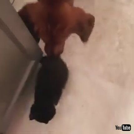 「Dog Licks Kitten Out Of Love And Affection - 1174996」