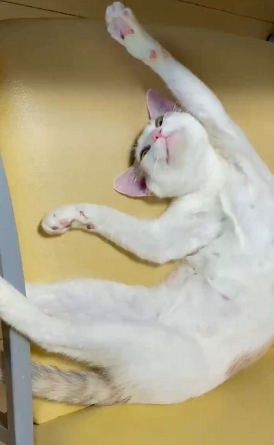 黒歴史を思い出した猫ちゃん