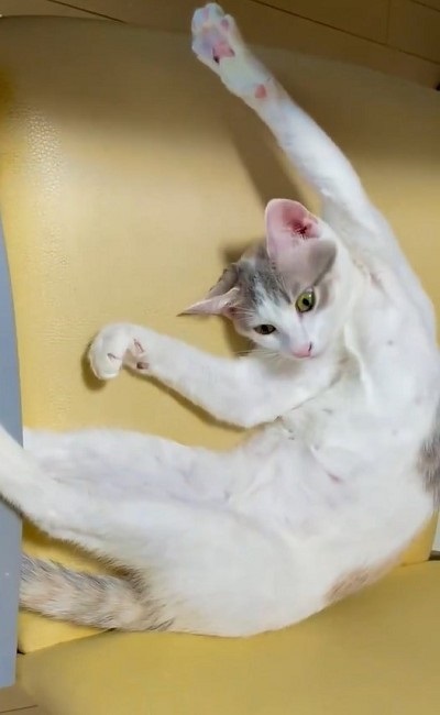 黒歴史を思い出した猫ちゃん