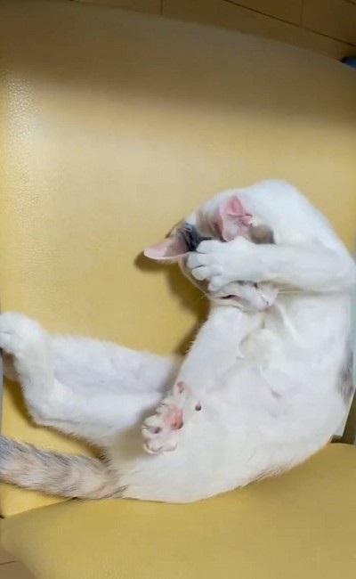 黒歴史を思い出した猫ちゃん