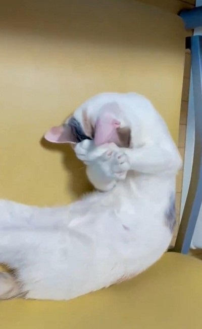 黒歴史を思い出した猫ちゃん