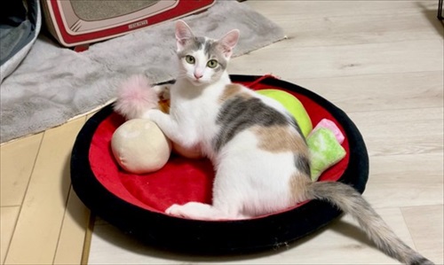 黒歴史を思い出した猫ちゃん