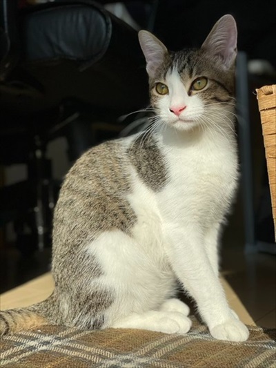 黒歴史を思い出した猫ちゃん