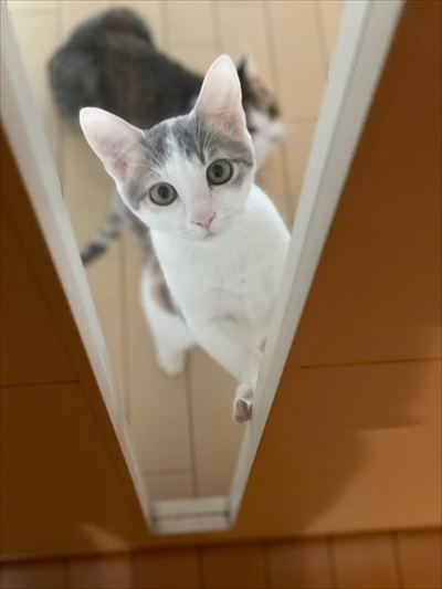 黒歴史を思い出した猫ちゃん