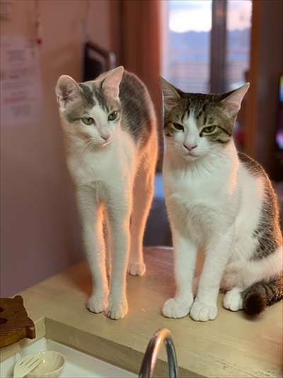 黒歴史を思い出した猫ちゃん