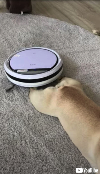 ロボット掃除機にマッサージされるワンちゃん