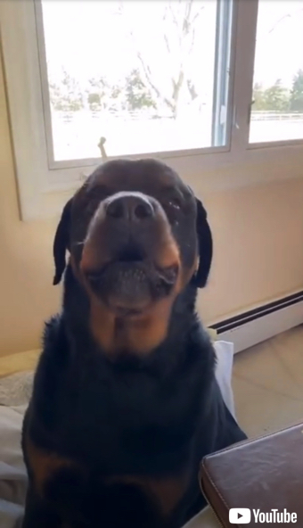 「ママ」を教えるワンちゃん