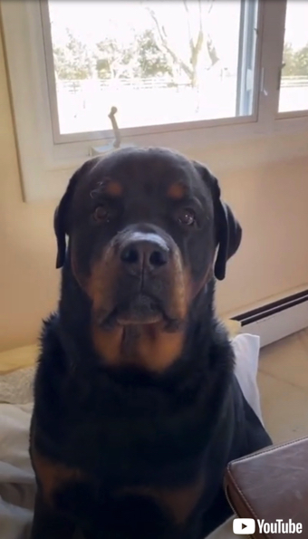 「ママ」を教えるワンちゃん