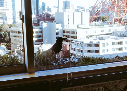 窓際のカラス