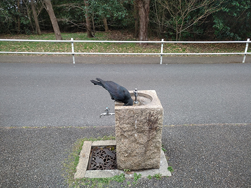 水を飲むカラス