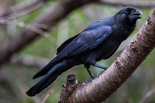 呼び止めるカラスアップ