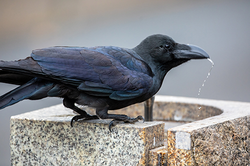 水を飲むカラスアップ