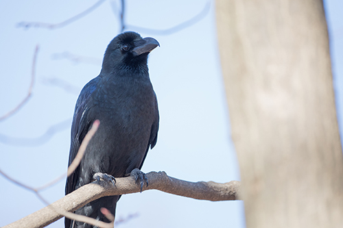 枝にとまるカラス