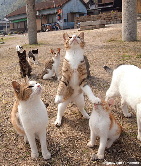 にゃんこを踏み台にするにゃんこ