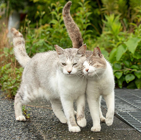ラブラブにゃんこ