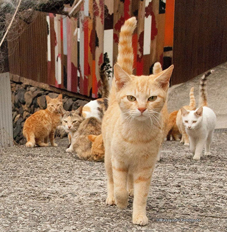たくさんのにゃんこ