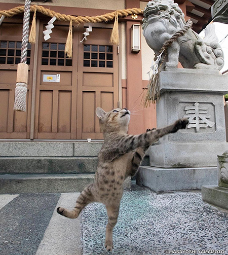 あらよっとにゃんこ