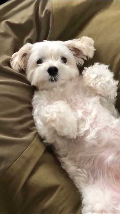 マルプー バイオハザード 犬 表情 顔