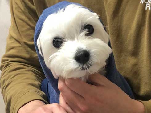 マルプー バイオハザード 犬 表情 顔