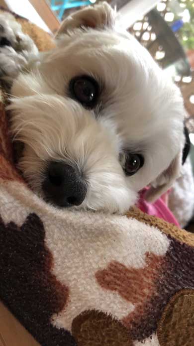 マルプー バイオハザード 犬 表情 顔