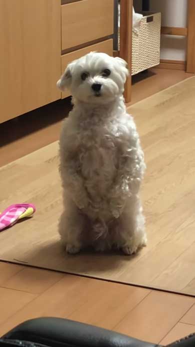 マルプー バイオハザード 犬 表情 顔