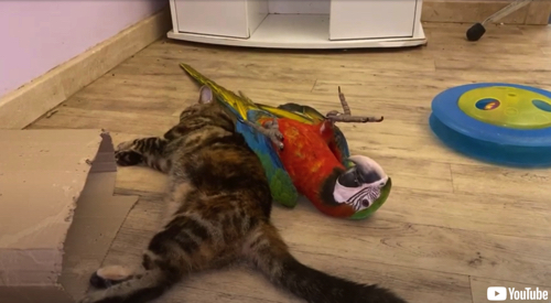 じゃれ合う子猫とインコ