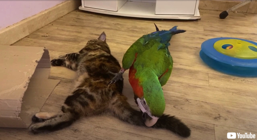 じゃれ合う子猫とインコ