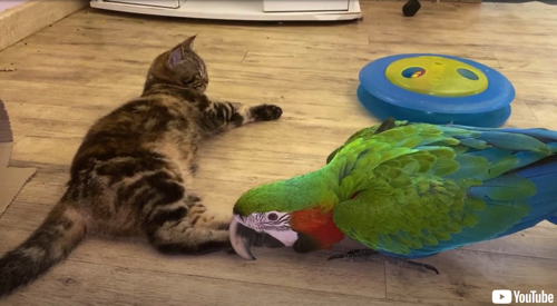 じゃれ合う子猫とインコ