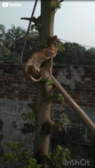 木の上から救出される子猫