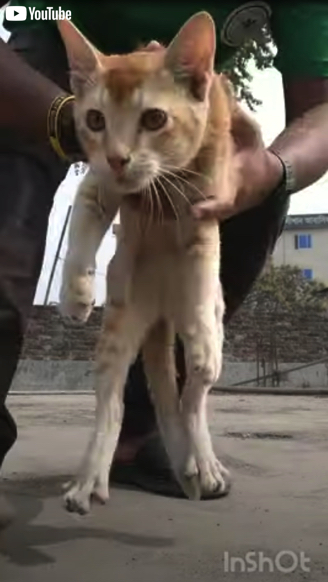 木の上から救出される子猫