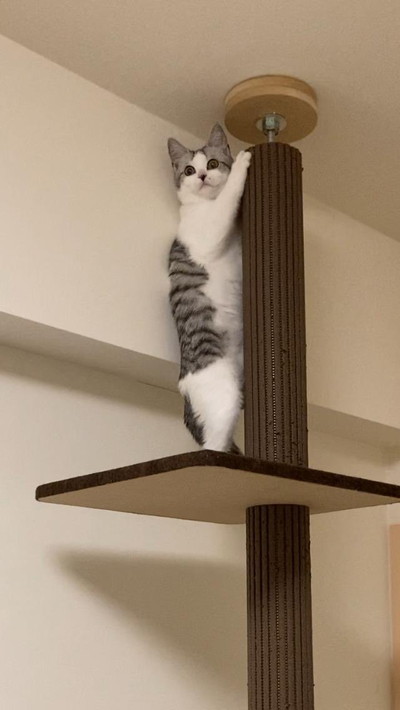 びっくりしちゃったネコちゃん