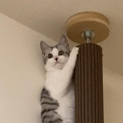 びっくりしちゃったネコちゃん