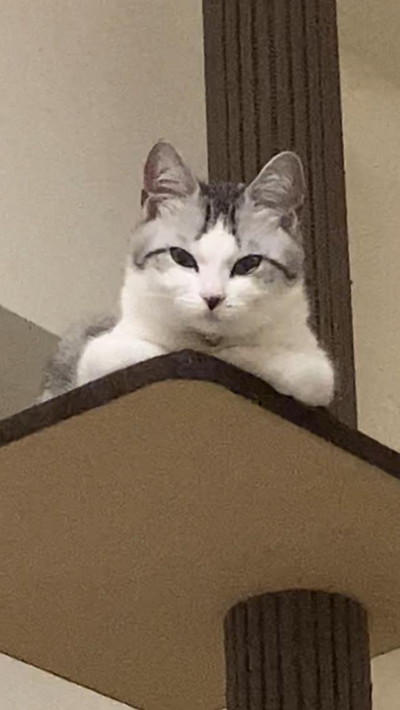 びっくりしちゃったネコちゃん