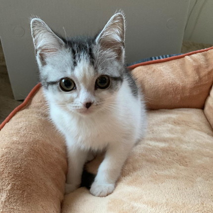 びっくりしちゃったネコちゃん