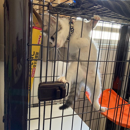 びっくりしちゃったネコちゃん