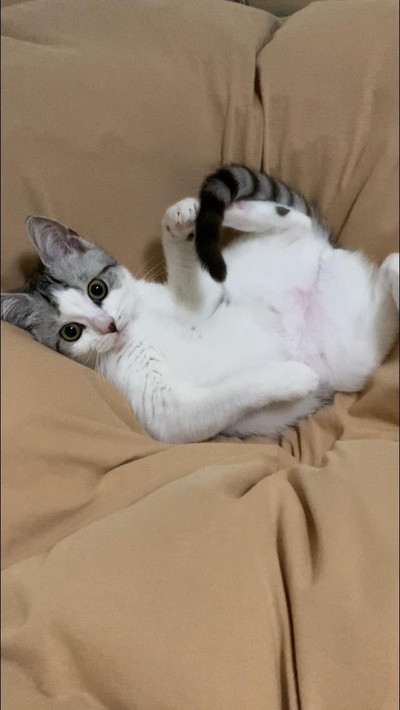 びっくりしちゃったネコちゃん