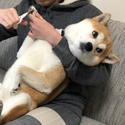 爪切りから目をそらすゆうくん