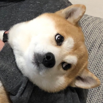 爪切りから目をそらすゆうくん