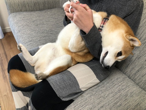 爪切りから目をそらすゆうくん