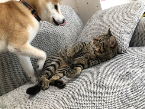 ゆうくんととろくん