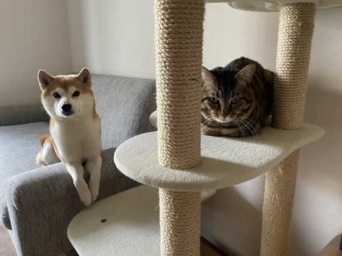 ゆうくんととろくん