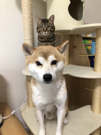 ゆうくんととろくん