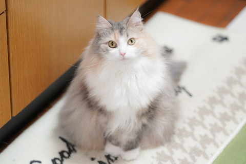 表情豊かなシルキーさん