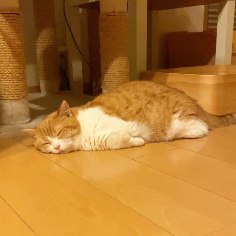 chataroukinako